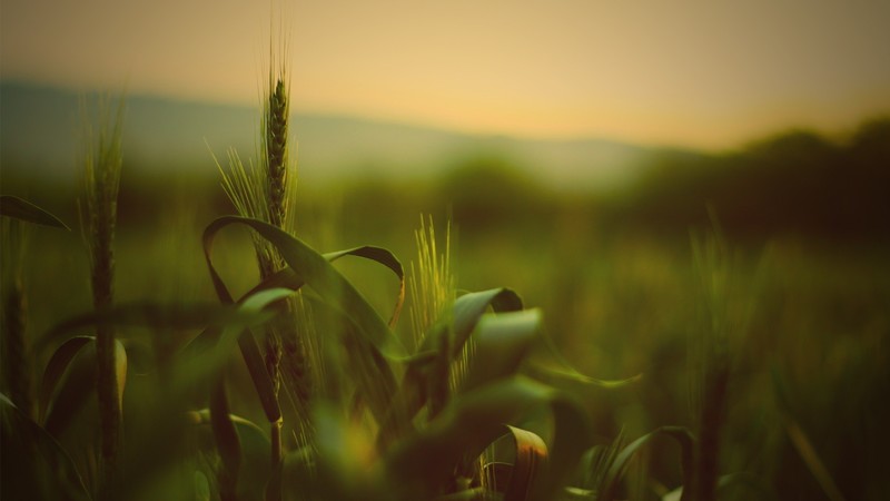 wheat, nature