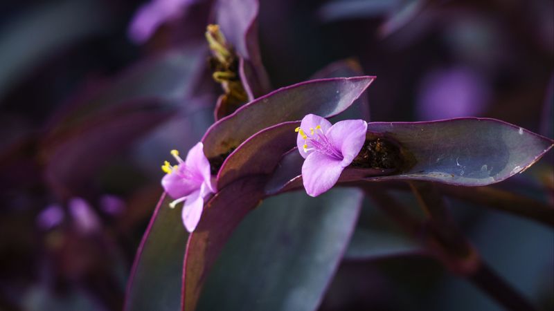 flower, purple, close up, plant, macro, 4k