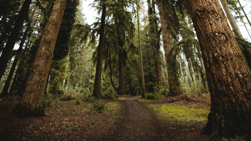 trees, pines, path, nature, 4k