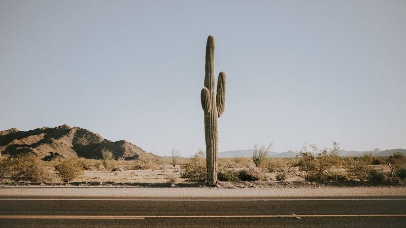 cactus, road, desert, mountains, 4k
