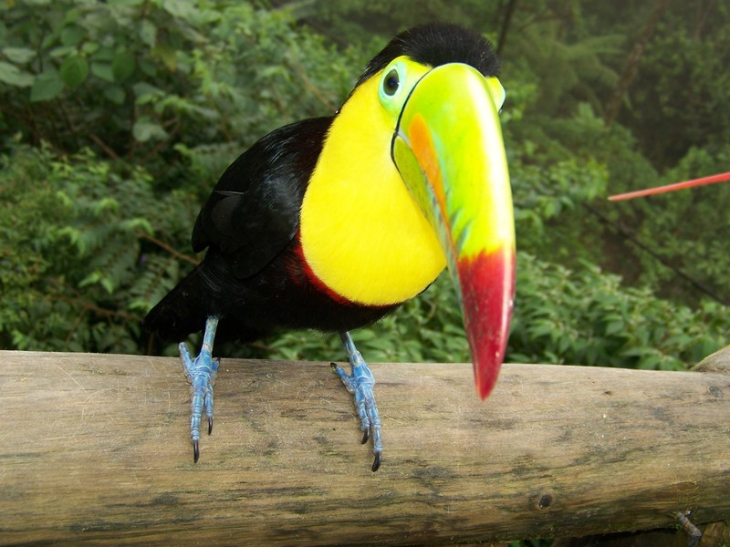 toucans, birds, forest