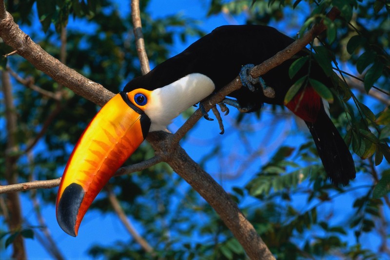 toucans, birds, forest