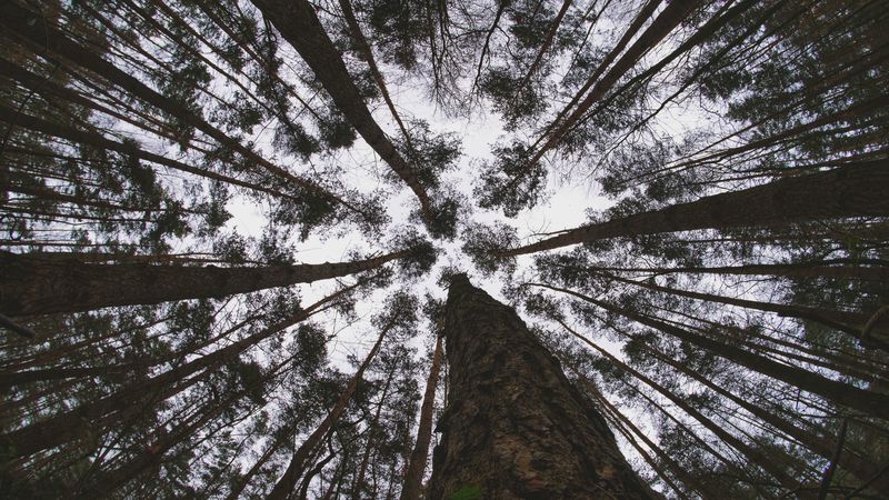 forest, trees, sky, bottom view, 4k