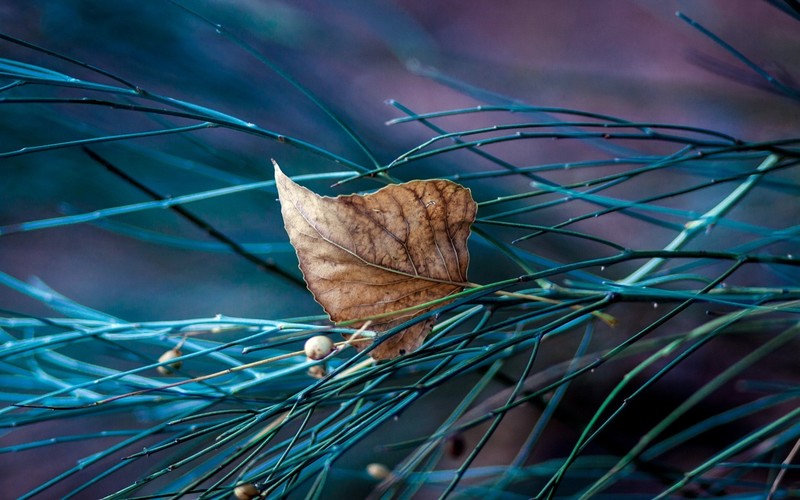 leaves, nature, macro