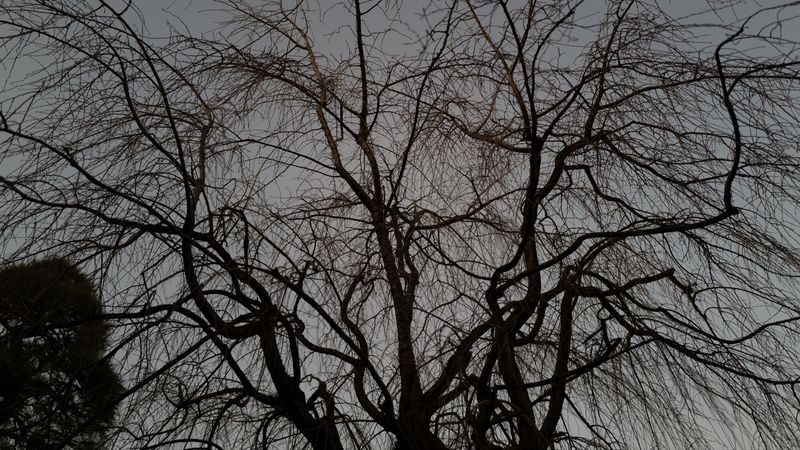 tree, branches, dark, plant, 4k