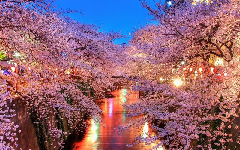 nature, trees, pink