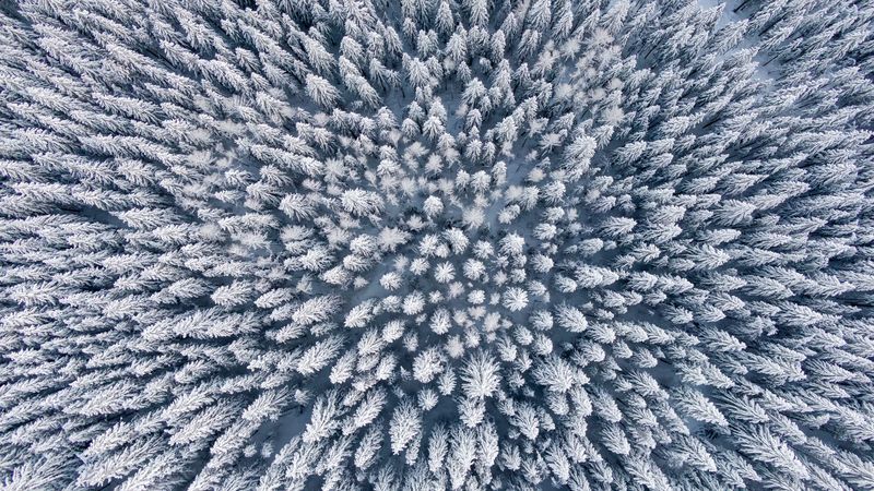 forest, winter, aerial view, trees, snow, 4k