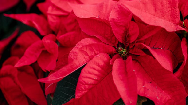 poinsettia, plant, red, decorative, 4k