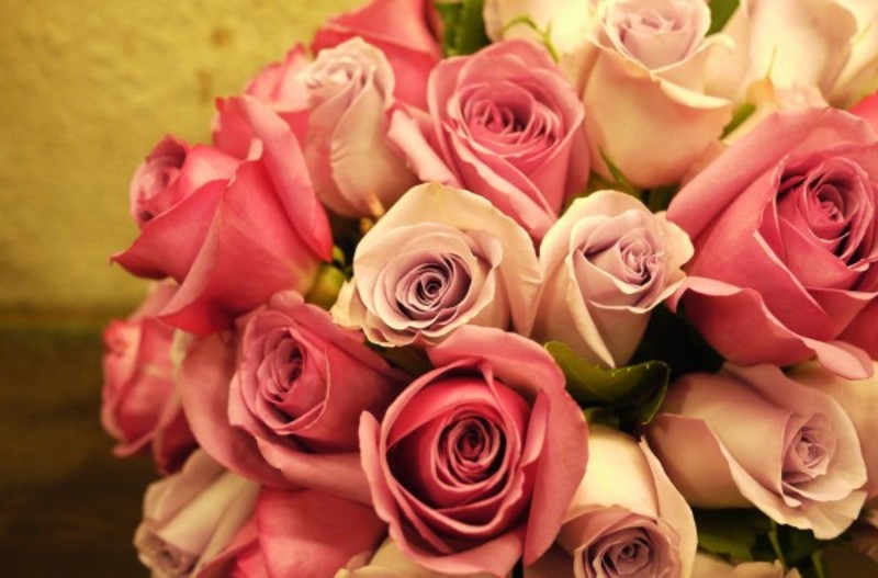 pink, roses