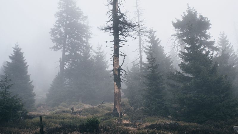 tree, dry, fog, nature, 4k