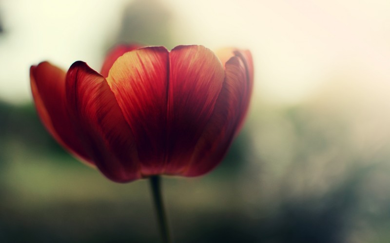flowers, red, macro, photography