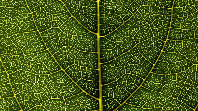 leaf, veins, macro, 4k