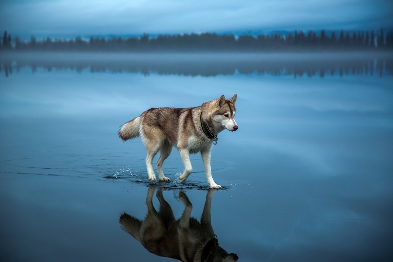 siberian husky, animals, dog