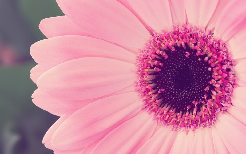 pink, flowers, macro, photography