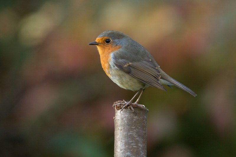 robins, birds, photography, macro