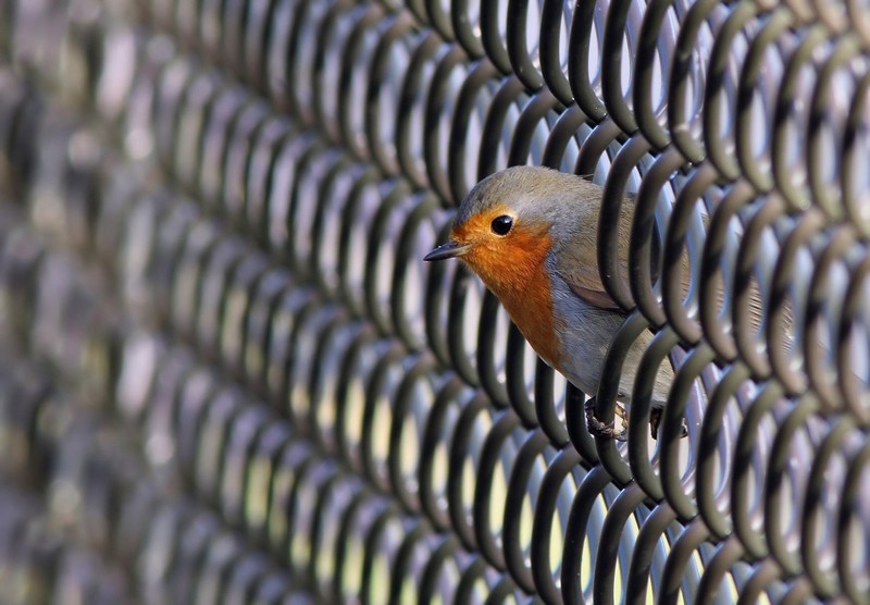 robins, birds