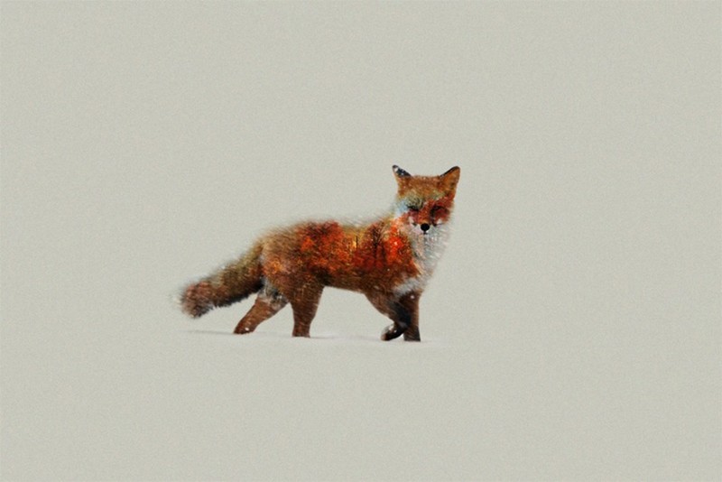 fox, artist, animals