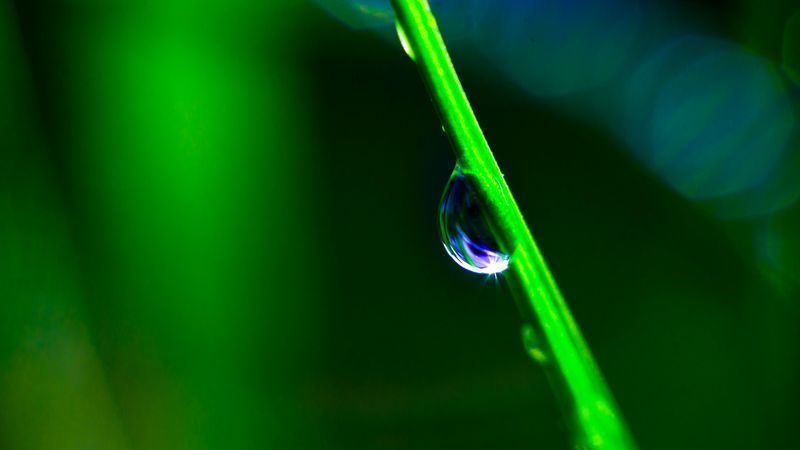 drop, grass, macro, green, blur, 4k