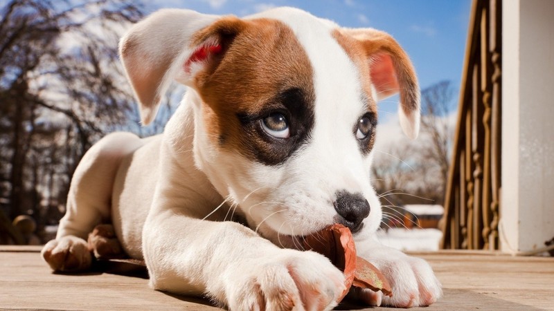 dog, cute, animals