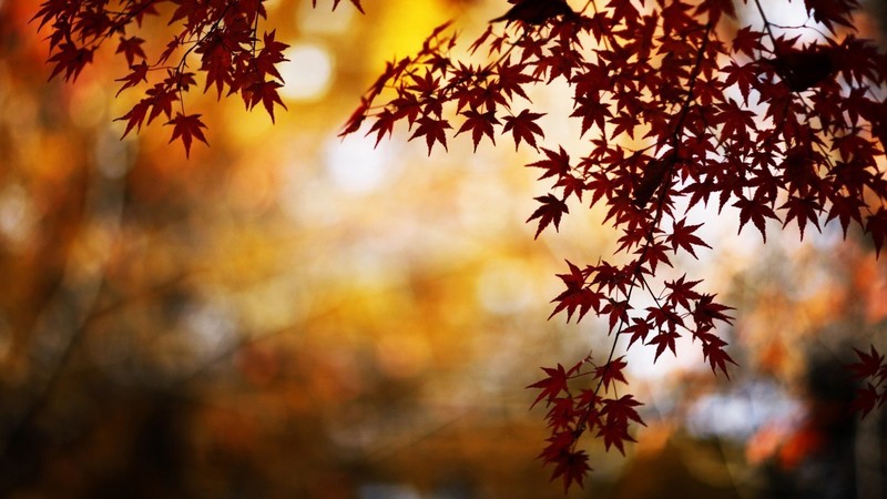 nature, leaves