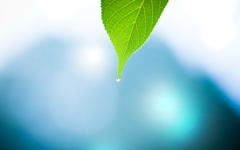 leave, macro, nature, photography