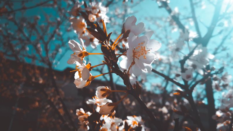 sakura, flowers, macro, white, flowering, 4k