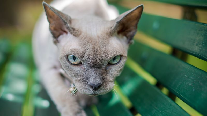 sphinx, cat, gray, pet, glance, 4k