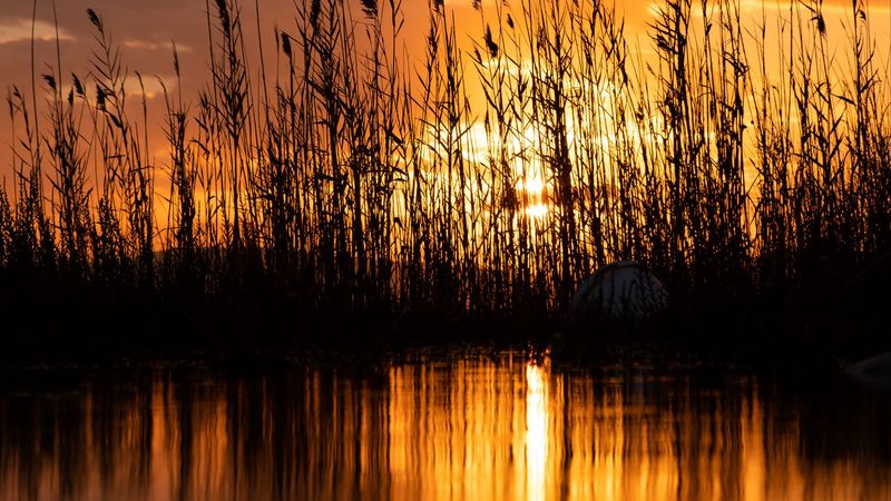 lake, reeds, sunset, dusk, dark, 4k