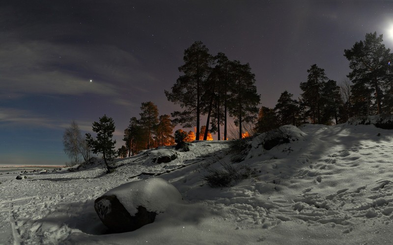 winter, trees, snow, nature