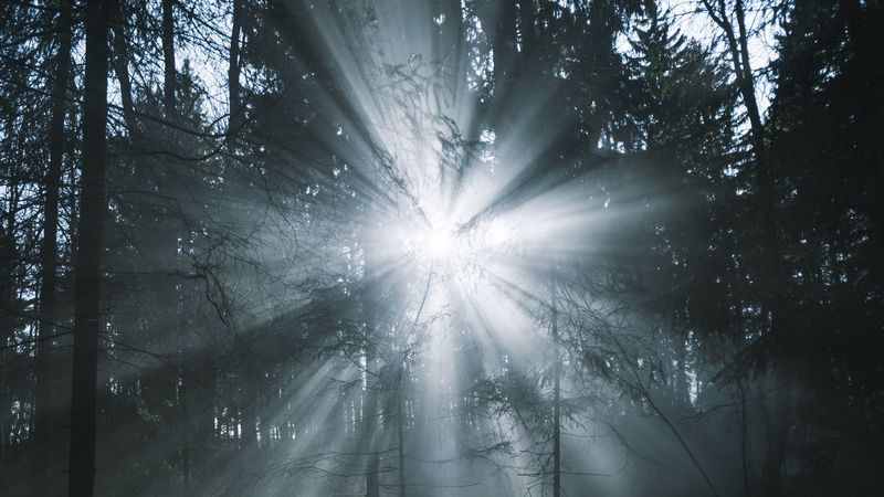 rays, forest, trees, glow, fog, 4k