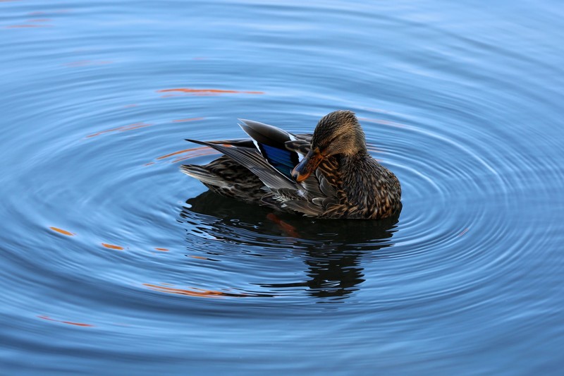 duck, birds