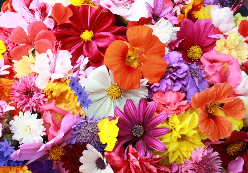 flowers, nature, colorful