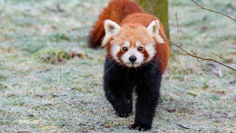 red panda, brown, fluffy, animal, wildlife, 4k