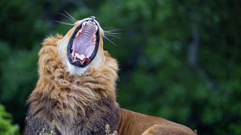 lion, yawn, predator, big cat, wildlife, 4k