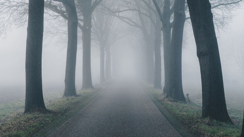 road, fog, trees, nature, 4k