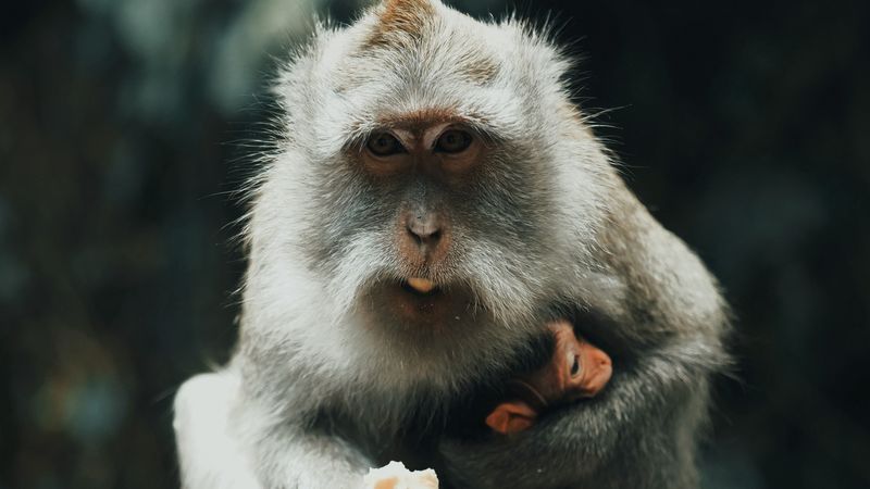 japanese macaque, monkey, gray, animal, 4k