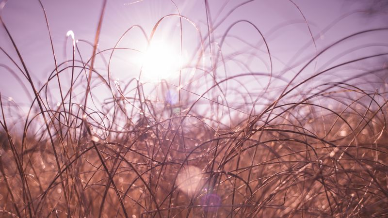 grass, macro, sunlight, glare, 4k