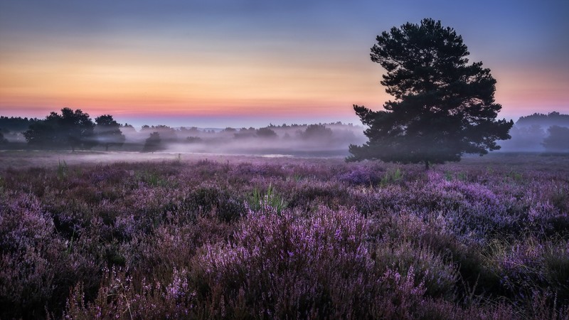 landscape, plants, trees, nature