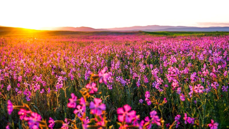 flowers, landscape, nature