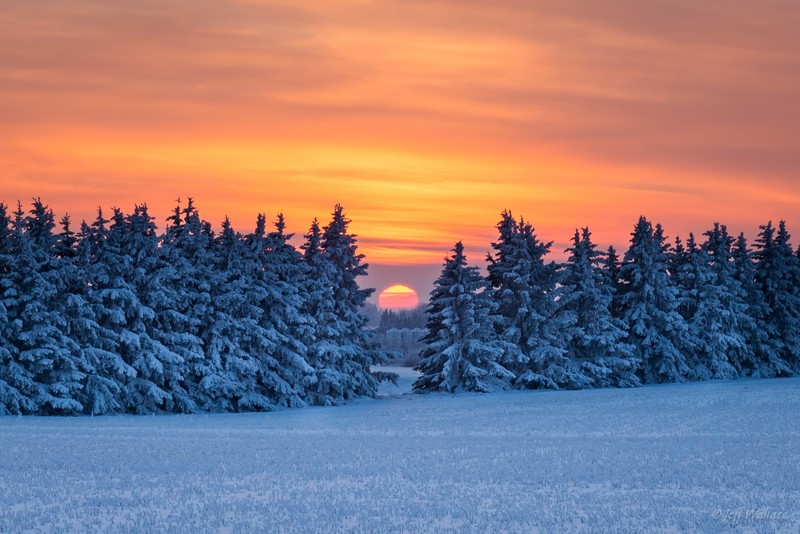 pine, trees, snow, nature