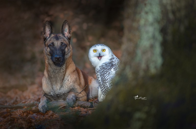 german shepherd, animals, dog, owl, photography