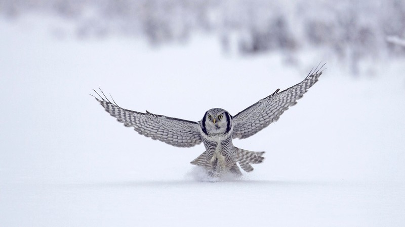 owl, snow, birds