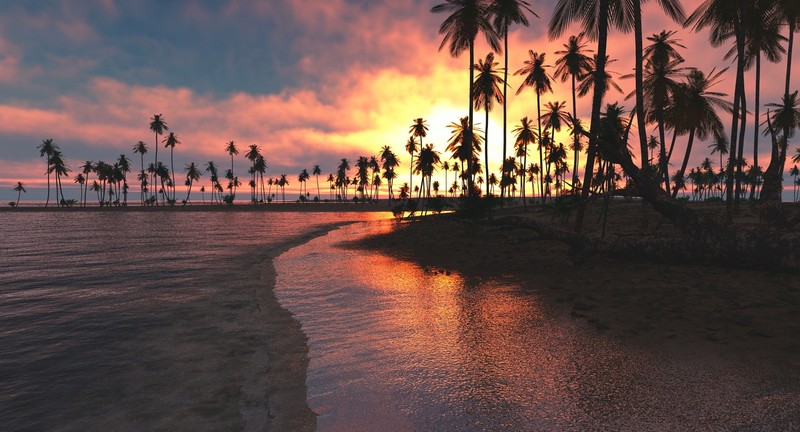 trees, palm, nature, sunset, sea