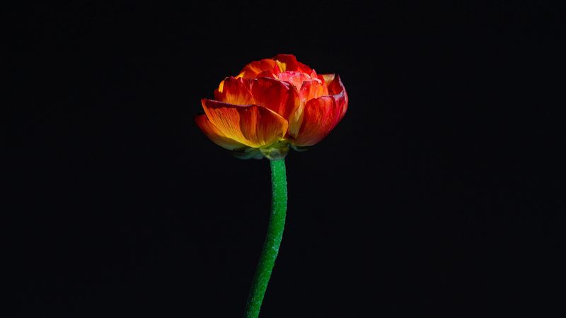 tulip, flower, red, petals, 4k