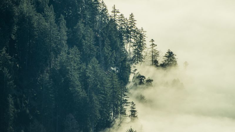 forest, fog, clouds, trees, 4k