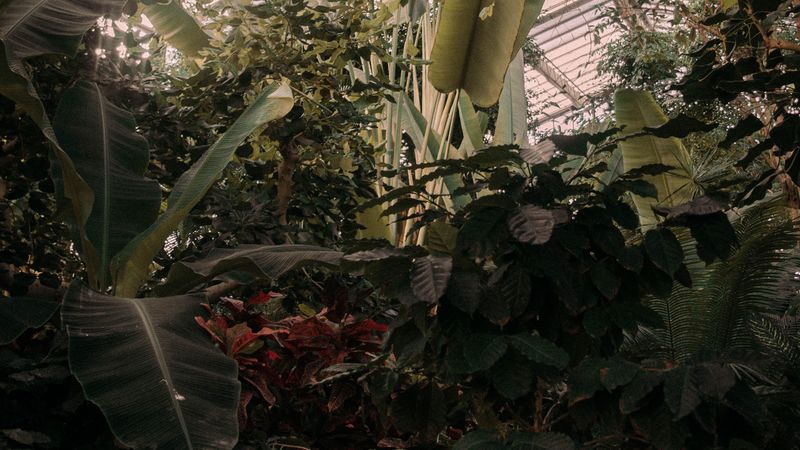 greenhouse, plants, green, tropical, 4k
