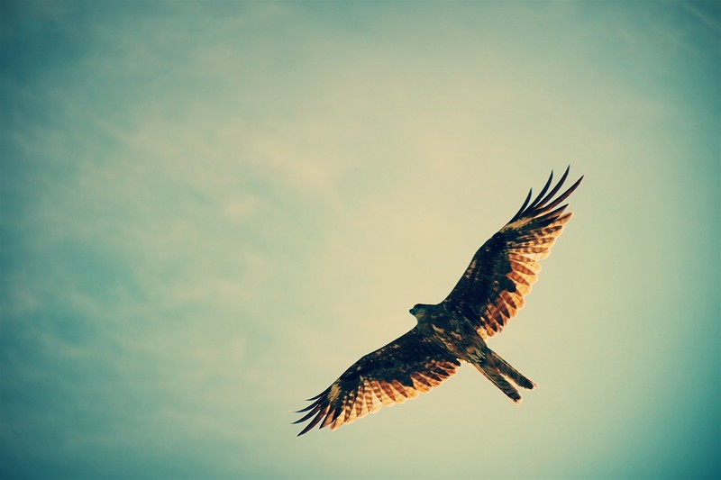 flying, eagle, birds, wings