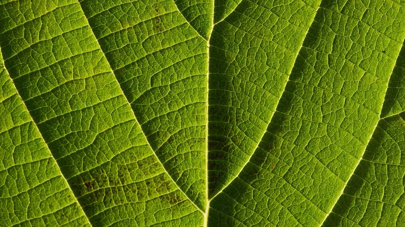 leaf, veins, macro, lines, 4k