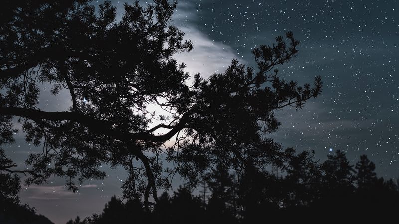 trees, starry sky, stars, night, clouds, 4k