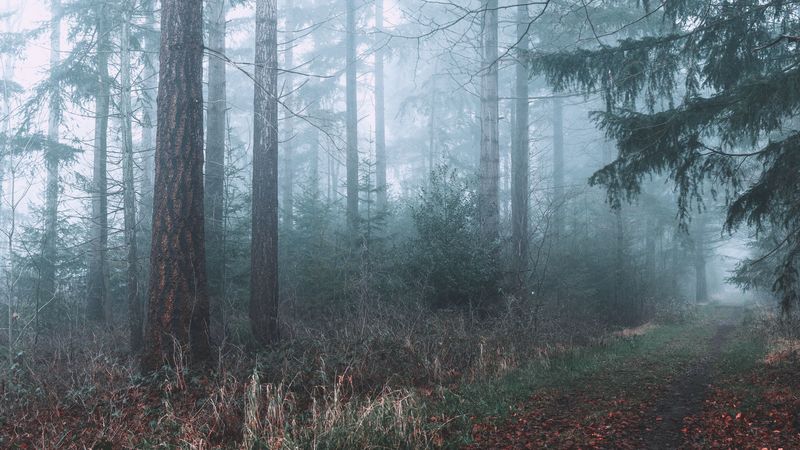 forest, fog, path, branches, 4k